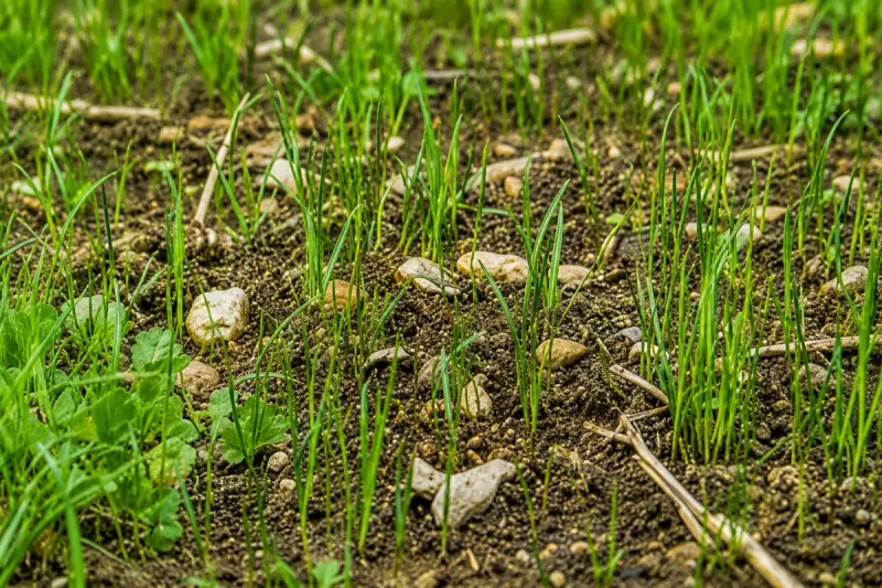 Professional Weed Control